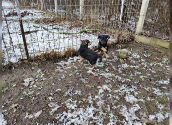 Dash, Mischlingshund, ca. 3 Monate alt, z.Zt. in Ungarn