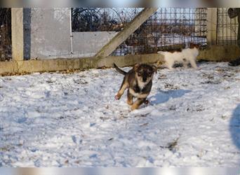 Elio, Mischlingshund, ca. 3 Monate alt, z.Zt. in Ungarn