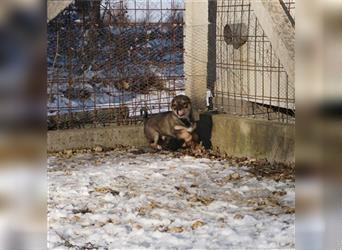 Elio, Mischlingshund, ca. 3 Monate alt, z.Zt. in Ungarn