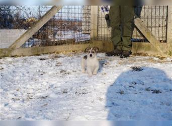 Enzo, Mischlingshund, ca. 3 Monate alt, z.Zt. in Ungarn