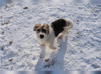 Enzo, Mischlingshund, ca. 3 Monate alt, z.Zt. in Ungarn