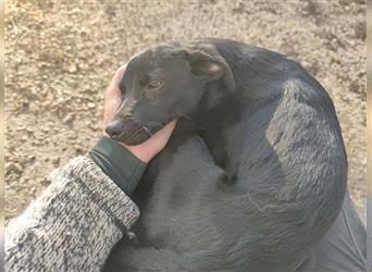 Botod, Mischlingshund, ca. 9 Monate alt, z.Zt. in Ungarn