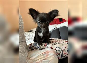 Chihuahua Rüde mit Ahnentafel