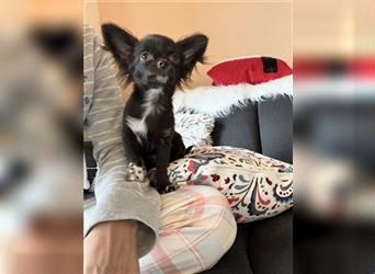 Chihuahua Rüde mit Ahnentafel