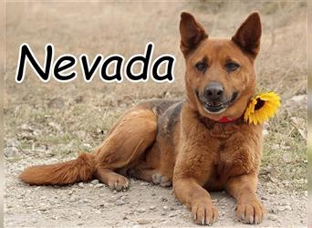 Schenken Sie Nevada ein Leben mit vielen Kuscheleinheiten???