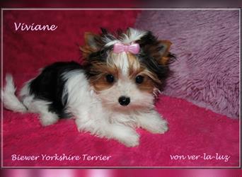 kleines Biewer Yorkshire Terrier Mädchen