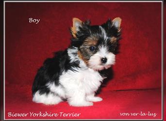 kleiner Biewer Yorkshire Terrier Rüde