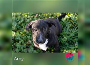 Amy – Hopst sie in dein Herz und dein Heim?