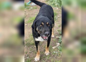 Speedy, geb. ca. 04/2018, lebt in GRIECHENLAND, auf einem Gelände, auf dem die Hunde notdürftig vers
