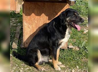 Speedy, geb. ca. 04/2018, lebt in GRIECHENLAND, auf einem Gelände, auf dem die Hunde notdürftig vers