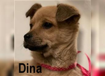 Dina, Kleiner Mix, weiblich, * ca. 09/2021, ca. 25-30 cm