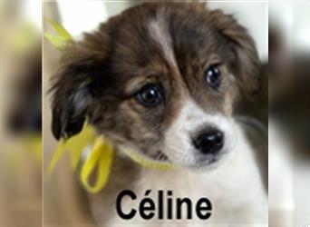 Céline, Kleiner Mix, weiblich, * ca. 11/2021, kleinbleibend