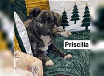 Priscilla, Kleiner Mix, weiblich, * ca. 07/2021, ca. 30-35 cm