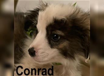 Conrad, Kleiner Mix, Rüde, * ca. 11/2021, kleinbleibend