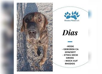 Dias sucht sein zu Hause! ❤️