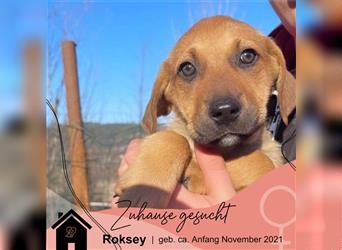Roksey - Happy End gesucht!