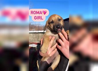 Roma- Happy End gesucht!