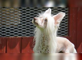Chinese Crested HL Rüde