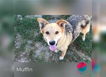 Muffin – Schüchterner Rüde sucht ein Wohlfühl-Heim