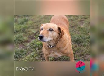 Nayana – Sanftmütige Seniorin sucht Alterssitz