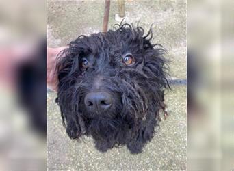 PICASSO hübscher wuscheliger Junghund, wurde aus der Tötung gerettet