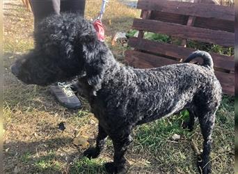 PICASSO hübscher wuscheliger Junghund, wurde aus der Tötung gerettet