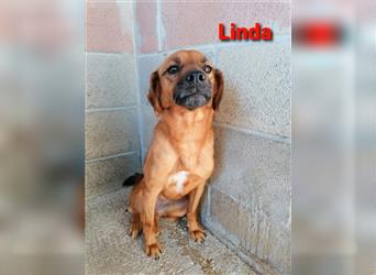 Linda,- Nachname Brown, Zukunftswunsch Familienhund