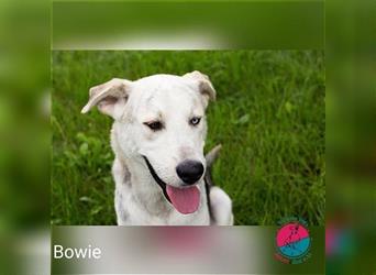 Bowie – wunderschöner Husky-Mix sucht seine Zweibeiner