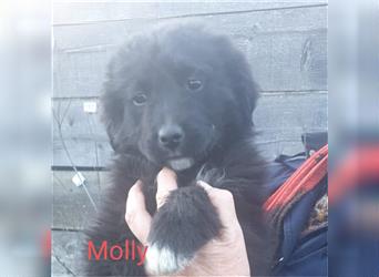 Molly - das "schwarze Schaf" von den 6 kleinen Geschwistern