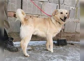 Labrador-Mischling TEODOR hofft auf ein behütetes Hundeleben