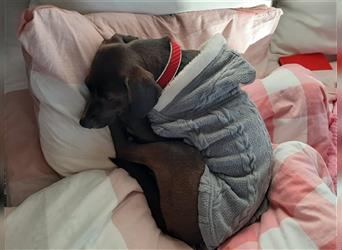 Kokoni Beagle Mix LIDA,10 Monate,lieb,kastriert,menschenbezogen.