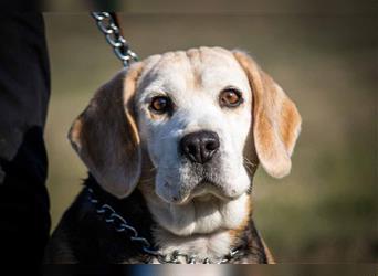 Happy traurige Beagle Dame sucht neues Körbchen