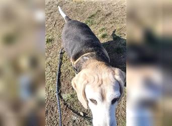 Happy traurige Beagle Dame sucht neues Körbchen