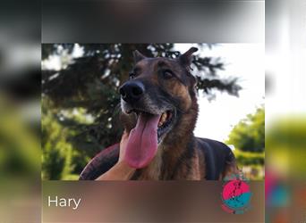 Hary – Auf der Suche nach einem gemütlichen Lebensabend