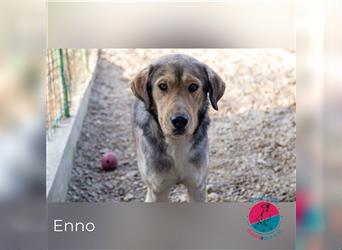 Enno - sucht ein Zuhause bei geduldigen Zweibeinern!