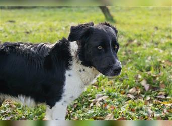 Barney – ein aktiver, lernwiller Junghund sucht eine Familie