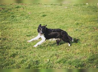 Barney – ein aktiver, lernwiller Junghund sucht eine Familie