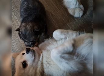 Pomsky Welpen Mini Husky aus liebevoller Zucht