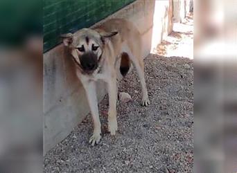 Herdenschutzhund Mischling Mag Kangal Sarplaniac Mischling sucht ein erfahrenes Zuhause