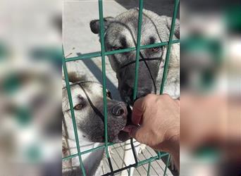 Herdenschutzhund Mischling Tag Kangal Sarplaniac Mischling sucht ein erfahrenes Zuhause