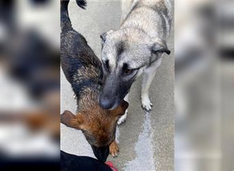 Herdenschutzhund Mischlingswelpe Tag Kangal Sarplaniac Mischling sucht ein erfahrenes Zuhause