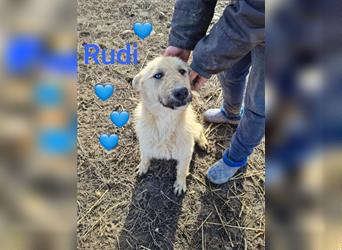 Rudi, toller Hund, möchte Rumänien ganz schnell verlassen