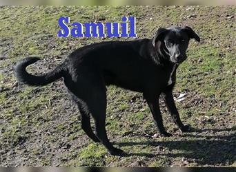 SAMUIL ❤ sucht sein Für-Immer-Zuhause