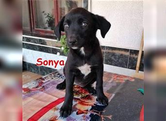 SONYA ❤ sucht ihr Für-Immer-Zuhause