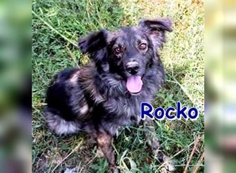 ROCKO ❤ sucht sein Für-Immer-Zuhause
