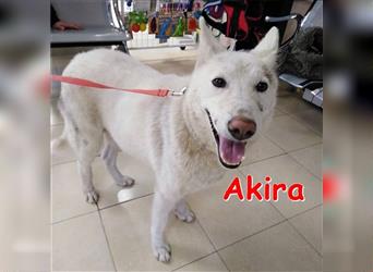 Akira ❤ sucht ihr Für-Immer-Zuhause