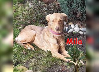 Mila ❤ sucht DRINGEND ihr Für-Immer-Zuhause