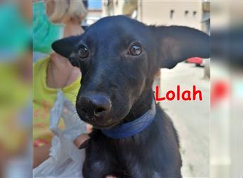 LOLAH ❤ sucht ihr Für-Immer-Zuhause