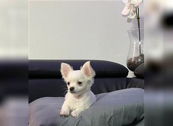 Chihuahua Welpe Langhaar Rüde in weiß mit Ahnentafel aus deutscher seriöser Zucht!