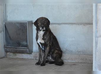 BINO - schöner trauriger Hundeherr